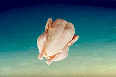 Headless Chicken Monster Headless Chicken Fish .